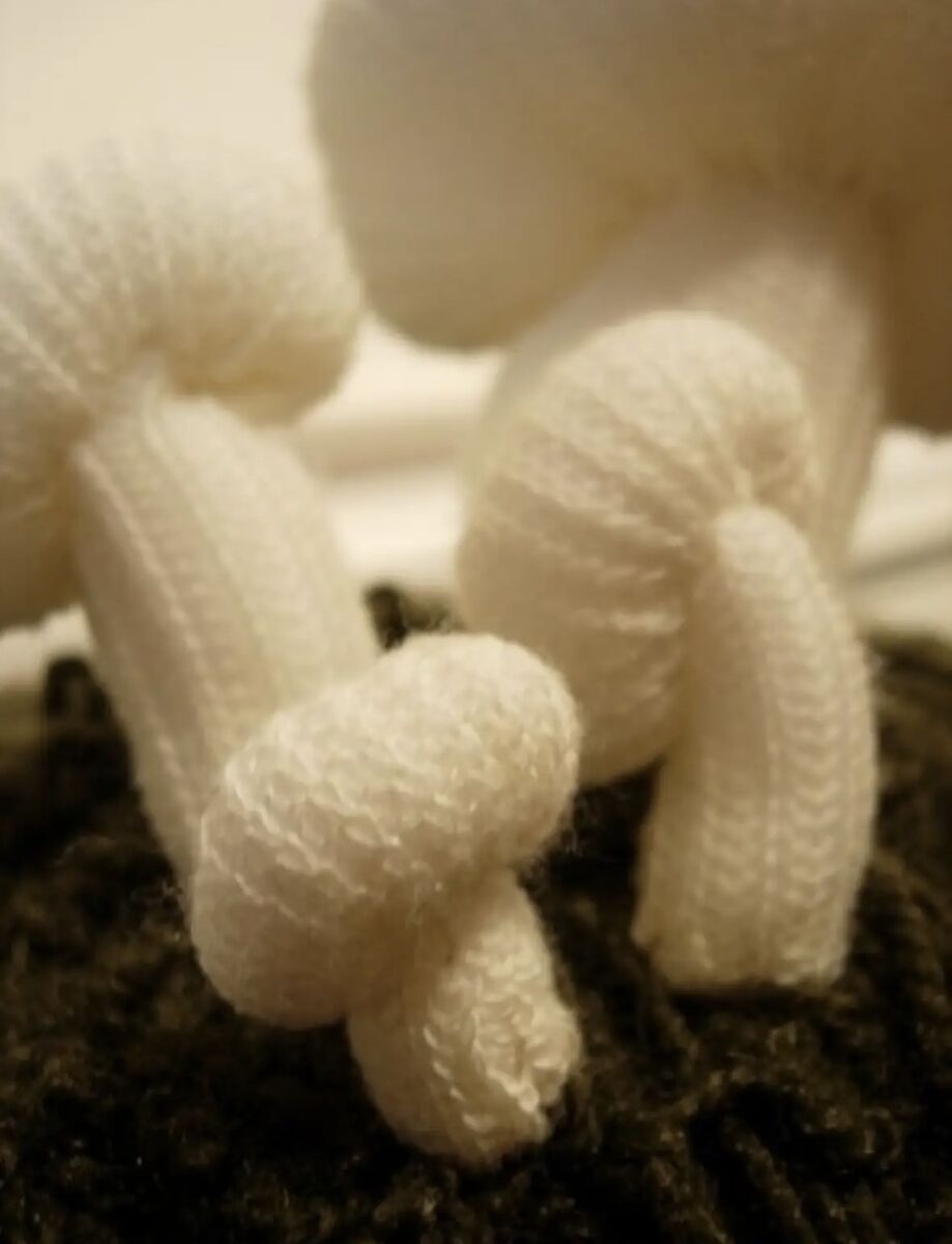 Meiosis, image 5 of 5